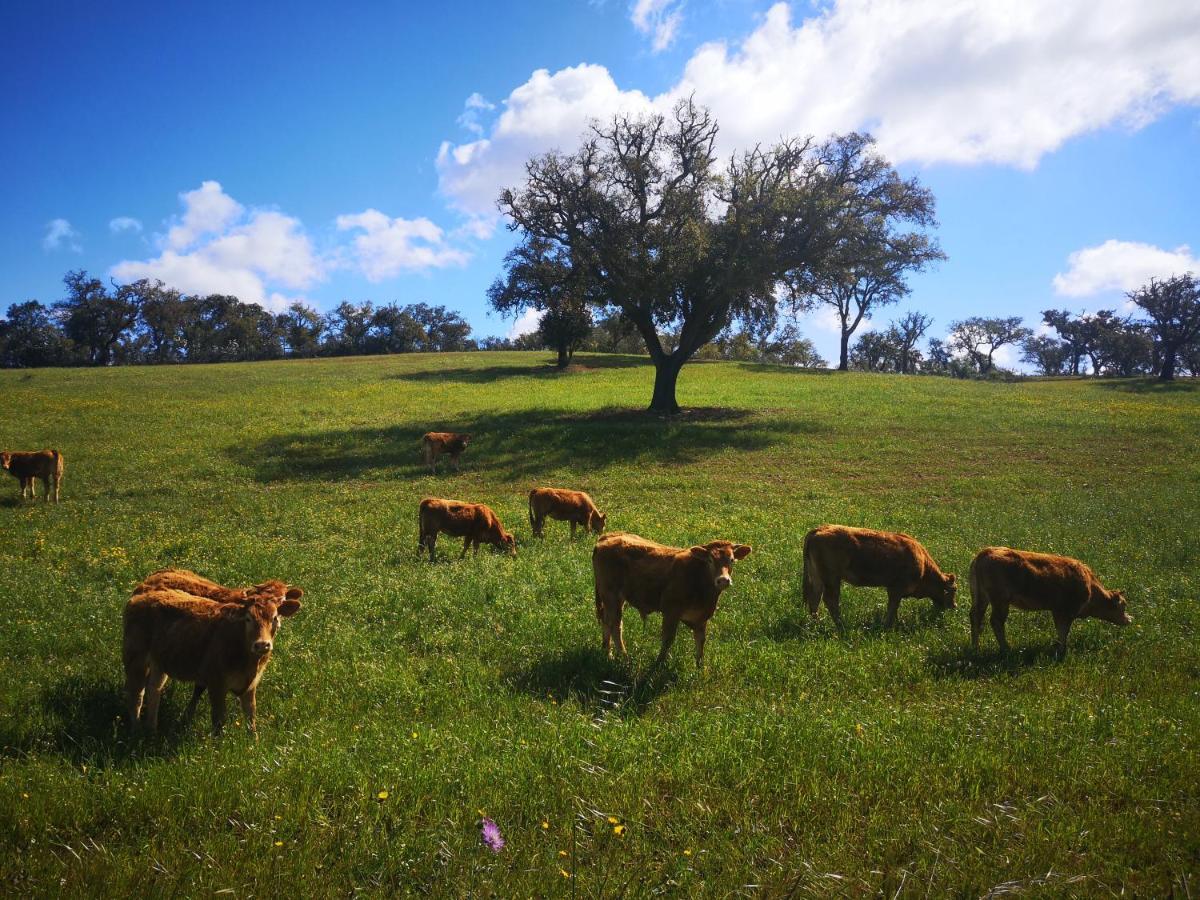 Cercal do Alentejo Monte Bandarro Novo, Country House 빌라 외부 사진